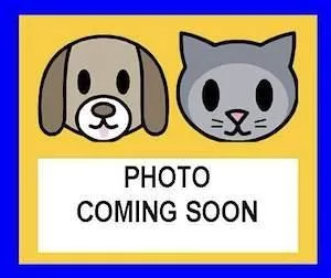 A young small-sized male Chihuahua dog named Tuffy for adoption in San Antonio, TX