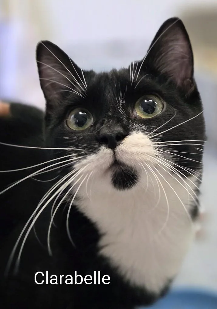 A young medium-sized female Black & White / Tuxedo Domestic Short Hair cat named Clarabelle for adoption in Colfax, IA