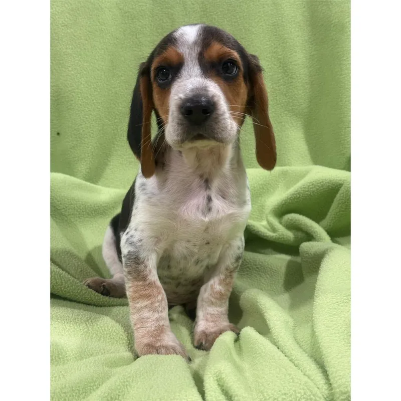 A baby medium-sized male Beagle dog named Nash for adoption in Zionsville, IN