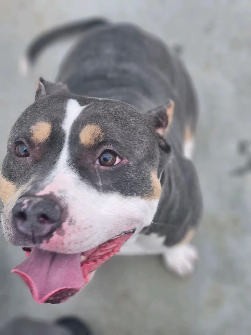 An adult medium-sized female American Bully dog named Gucci for adoption in Waxhaw, NC