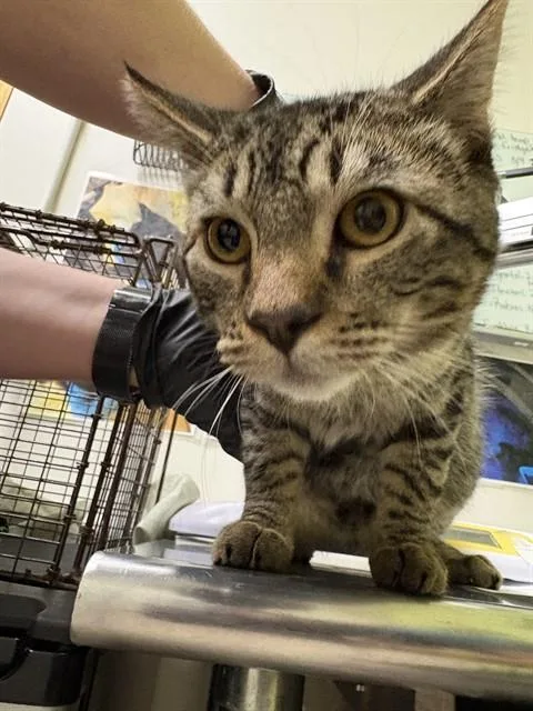 A baby small-sized male Domestic Short Hair cat named Arlo for adoption in Pueblo, CO