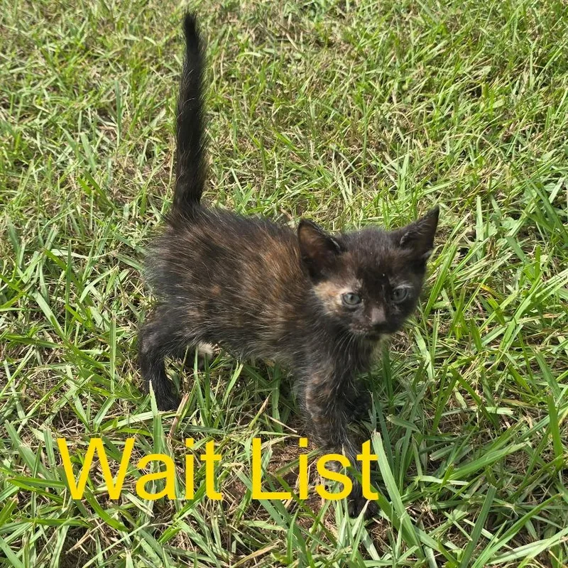 A baby small-sized female Calico Domestic Short Hair cat named Sally for adoption in Livingston, TX