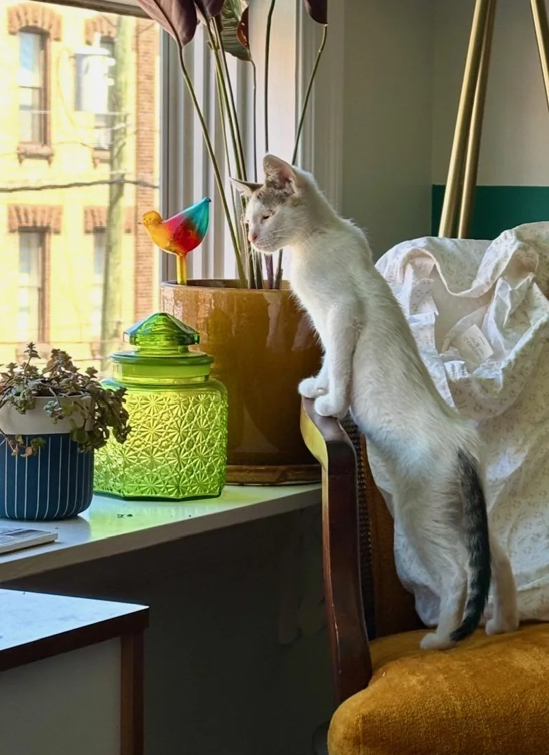 A young medium-sized male Gray & White Domestic Short Hair cat named Hubcap for adoption in Jersey City, NJ