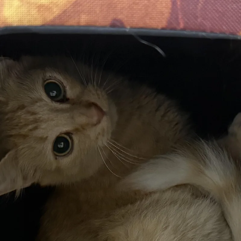 A young medium-sized female Orange & White Tabby cat named Big Mama for adoption in Denver, NC