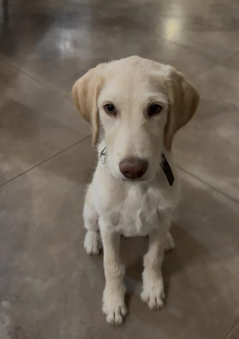 A young large-sized male Apricot / Beige Labradoodle dog named Bailey for adoption in Dewey, AZ