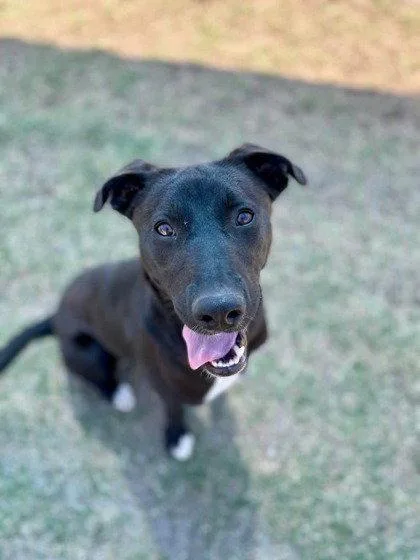 A young medium-sized female Labrador Retriever dog named Poppy for adoption in Bloomfield, CT