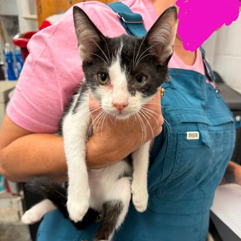 A baby small-sized male Black Domestic Short Hair cat named Doug Dimmadone for adoption in Evensville, TN
