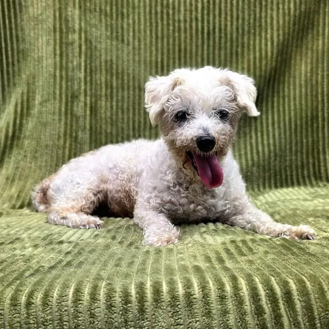 A senior small-sized female Poodle dog named Lorelai for adoption in Long Beach, CA