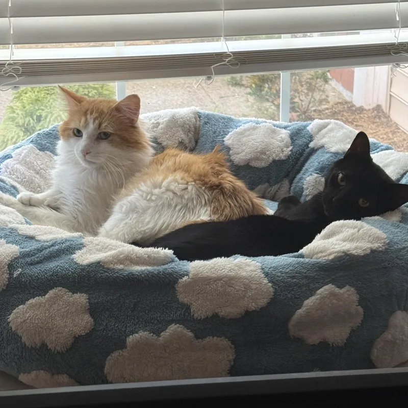 An adult large-sized male Black Domestic Short Hair cat named Greg & Benson Bff's for adoption in Arlington, VA