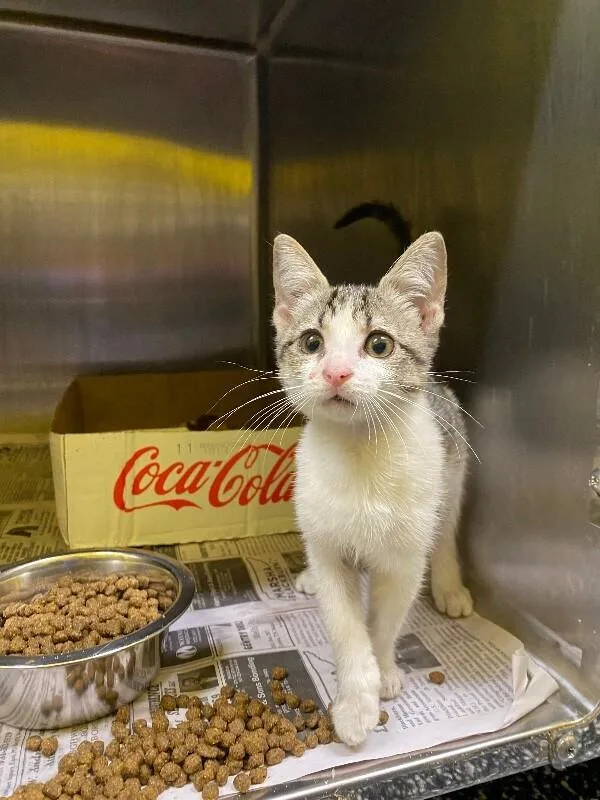 A young medium-sized female Tabby (Gray / Blue / Silver) Domestic Short Hair cat named Ash for adoption in Jackson, TN