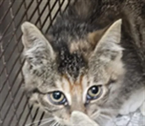 A baby medium-sized female Domestic Short Hair cat named Destiny for adoption in Los Angeles, CA