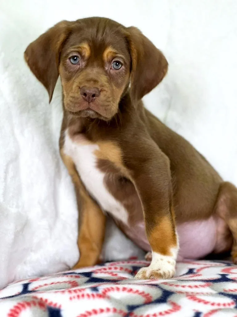 A baby medium-sized male Hound dog named Sandlot Litter  Benny for adoption in Savage, MN