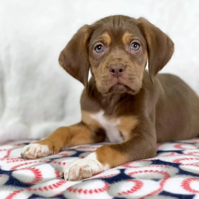 Sandlot Litter  Benny thumbnail 2