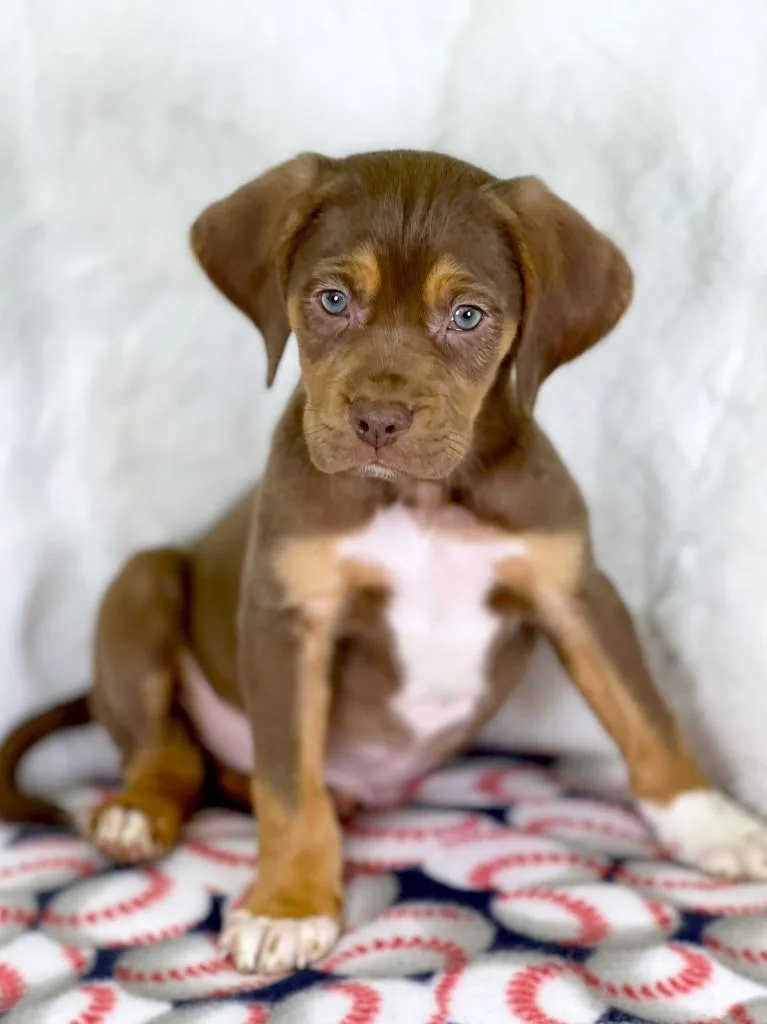 Sandlot Litter  Benny thumbnail 3