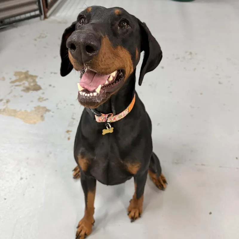 An adult large-sized female Doberman Pinscher dog named Meyleys for adoption in Tacoma, WA