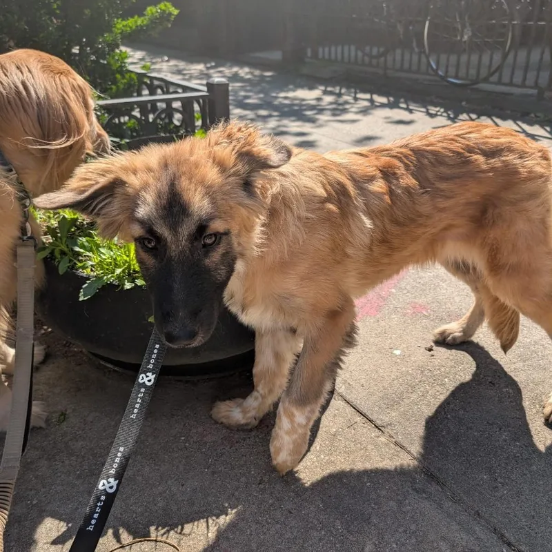 A baby medium-sized male Yellow / Tan / Blond / Fawn Anatolian Shepherd dog named Dennis for adoption in Brooklyn, NY