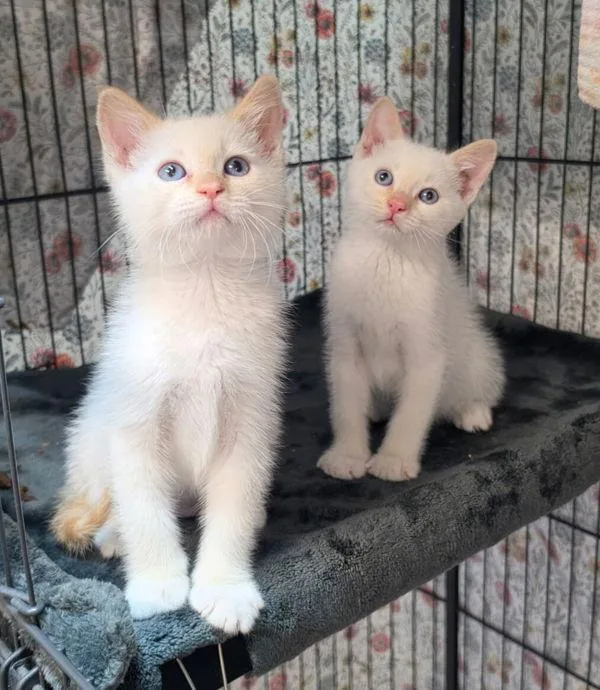 A baby small-sized male Domestic Short Hair cat named Maneki for adoption in Novato, CA