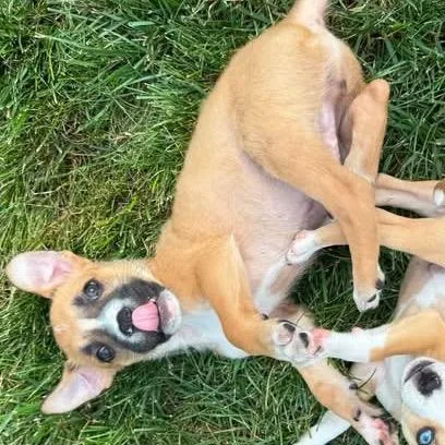 A baby medium-sized male Yellow / Tan / Blond / Fawn Mixed Breed dog named Dingo for adoption in Washington Township, OH