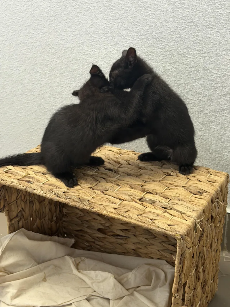 A baby small-sized female Black Domestic Short Hair cat named Jet of the for adoption in Nanuet, NY