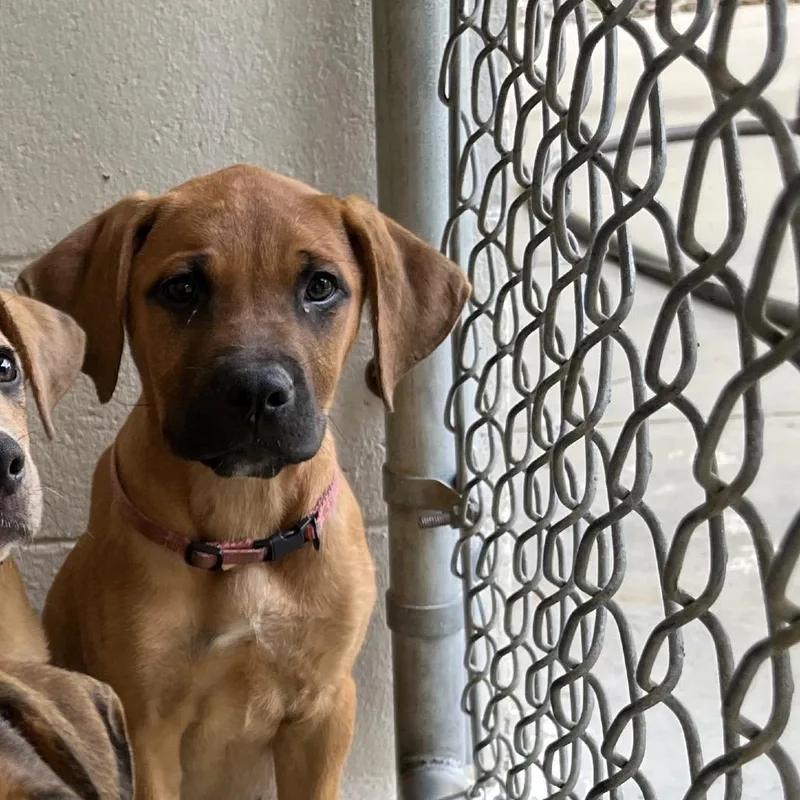 A baby small-sized female Mixed Breed dog named Dakota for adoption in Marble, NC