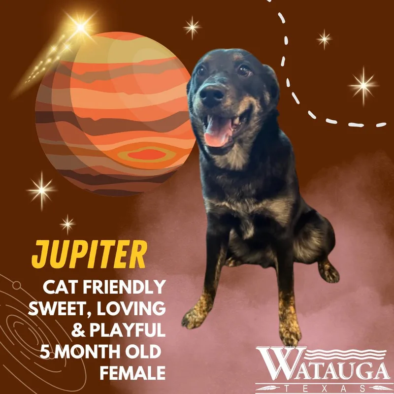 A young medium-sized female Black Border Collie dog named Jupiter for adoption in Watauga, TX
