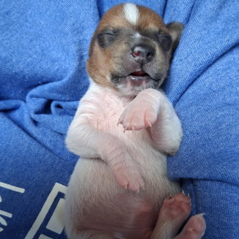 A baby small-sized male White / Cream Rat Terrier dog named YoshiEmmitt for adoption in Coos Bay, OR