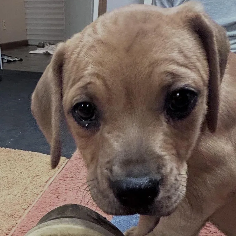 A baby small-sized female Gray / Blue / Silver Beagle dog named Grace for adoption in Uniontown, PA