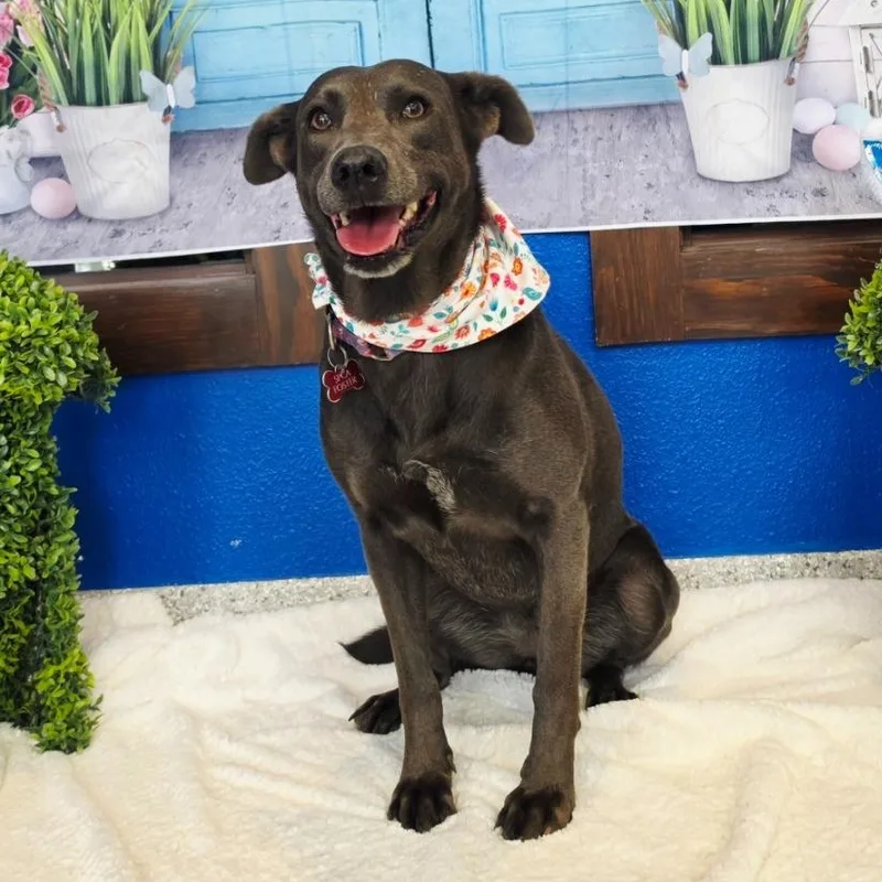 An adult medium-sized female Gray / Blue / Silver Labrador Retriever dog named April for adoption in Tyler, TX