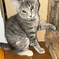 A baby medium-sized female Dilute Calico Domestic Short Hair cat named Colette for adoption in Lemoyne, PA