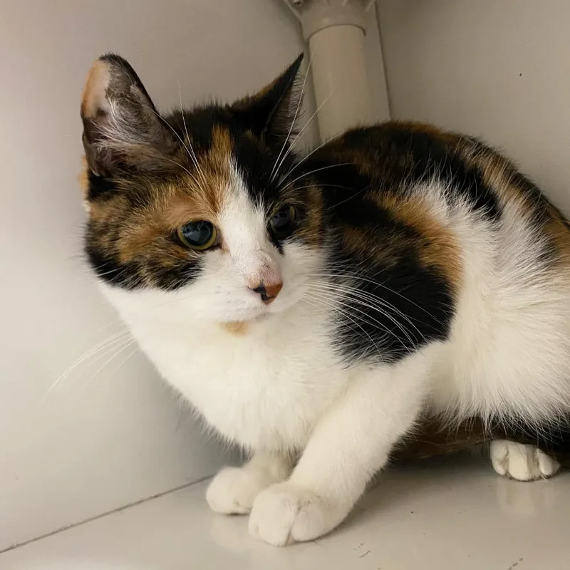 An adult medium-sized female Domestic Short Hair cat named Kahlua for adoption in Fall River, MA