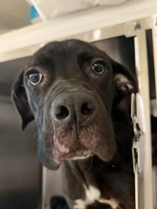 A young medium-sized male Labrador Retriever dog named Badger for adoption in Atlanta, GA