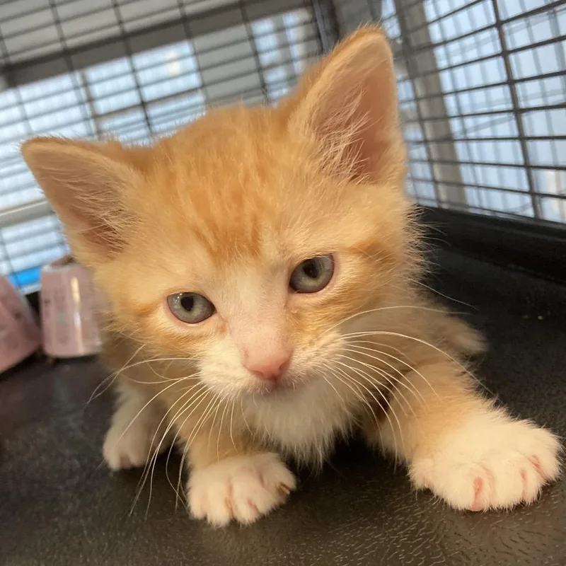 A baby small-sized male Domestic Short Hair cat named Marmalade for adoption in Portage, MI