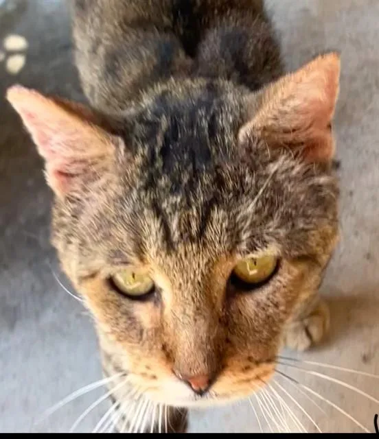 A young large-sized male Domestic Short Hair cat named Chedar for adoption in Dallas, TX