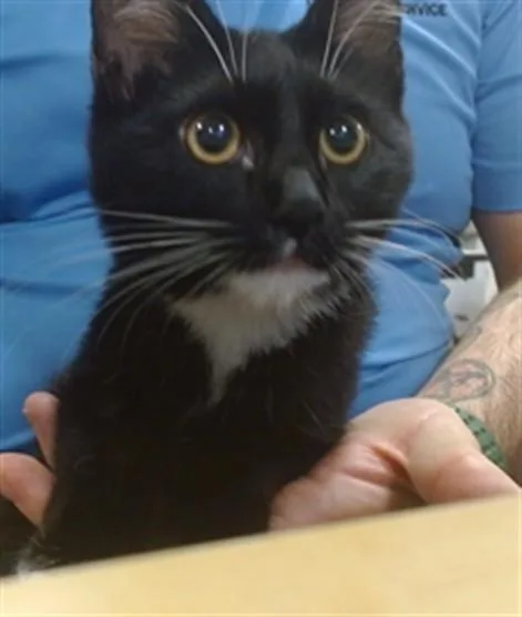 A young small-sized male Domestic Short Hair cat named Jay Jay for adoption in Miami, FL