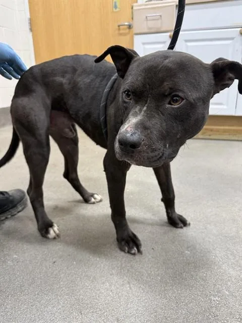 A young medium-sized male Pit Bull Terrier dog named Dan for adoption in Upper Marlboro, MD