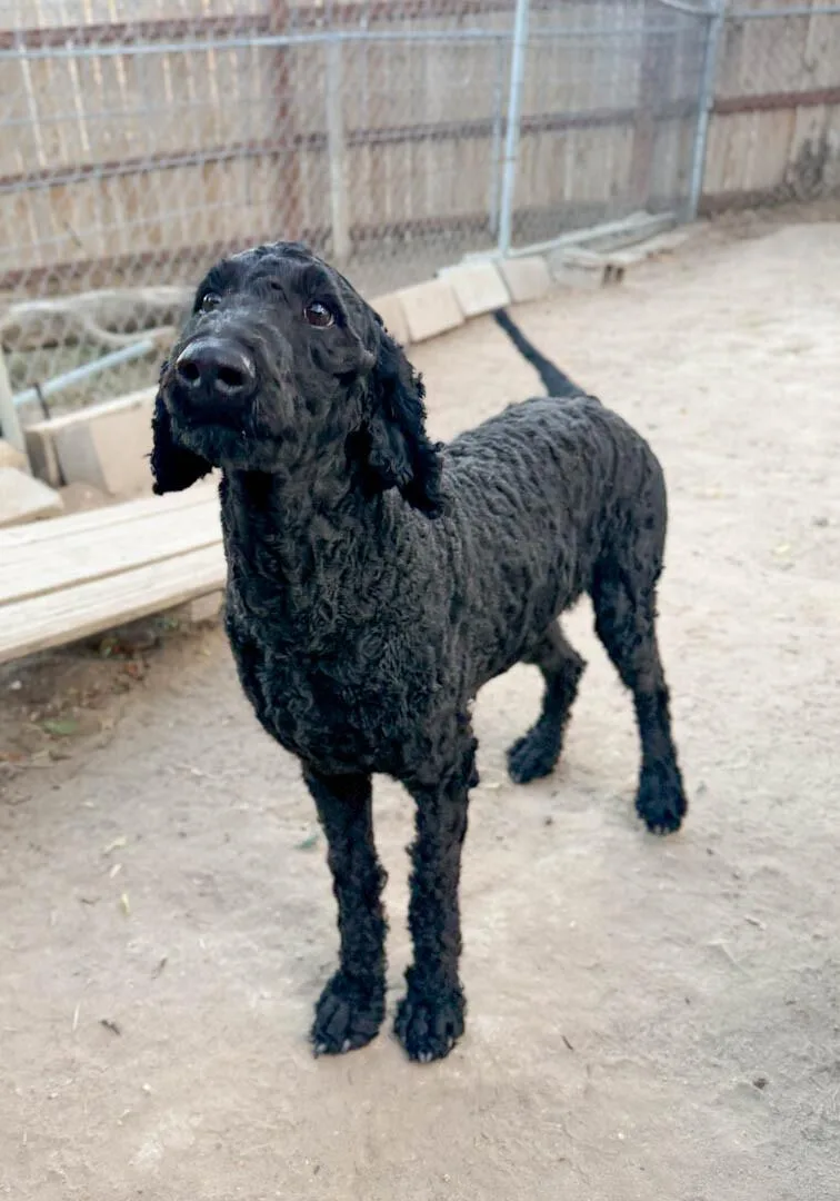 A young medium-sized female Standard Poodle dog named Ninja for adoption in Windsor, CO
