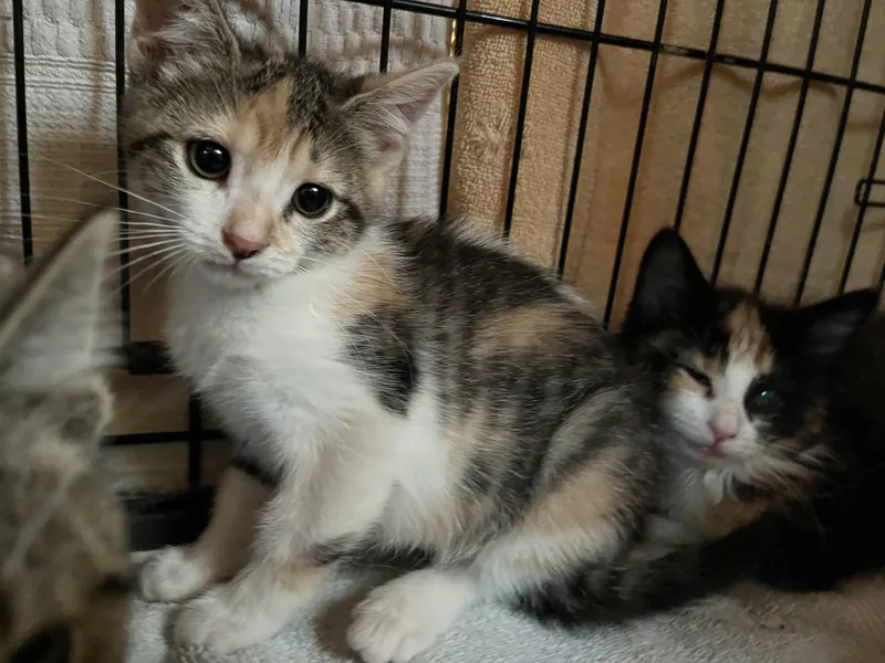 A baby small-sized female Torbie Domestic Short Hair cat named Polly Pocket for adoption in Salisbury, MA