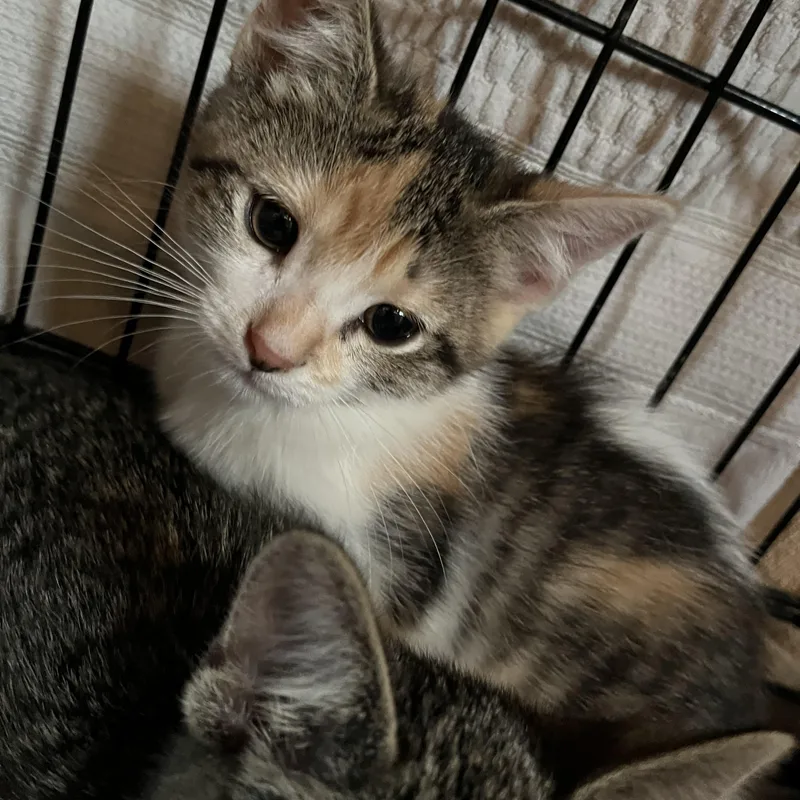 Polly Pocket thumbnail 2