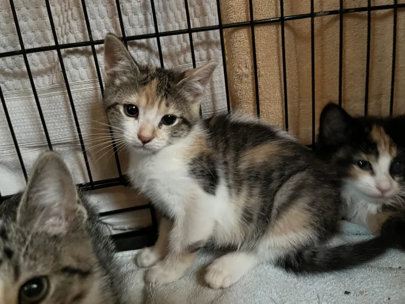 Polly Pocket thumbnail 3