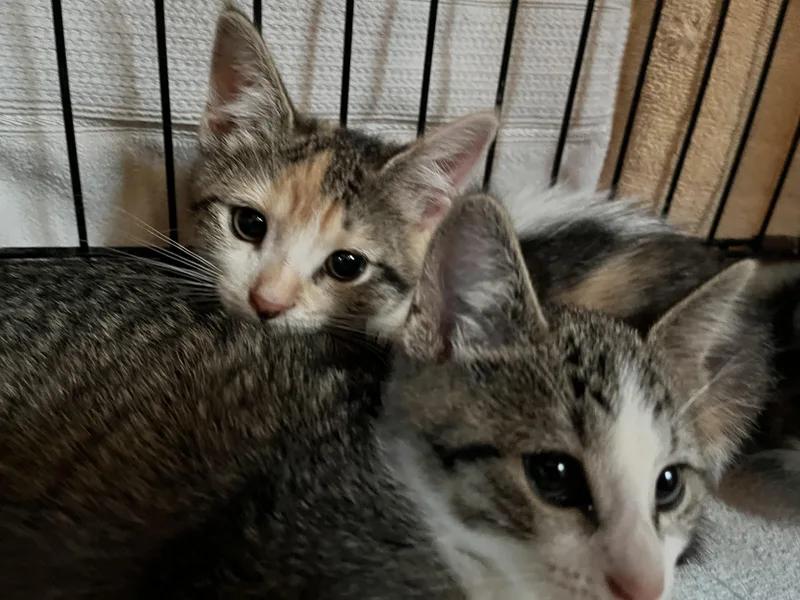 Polly Pocket thumbnail 4