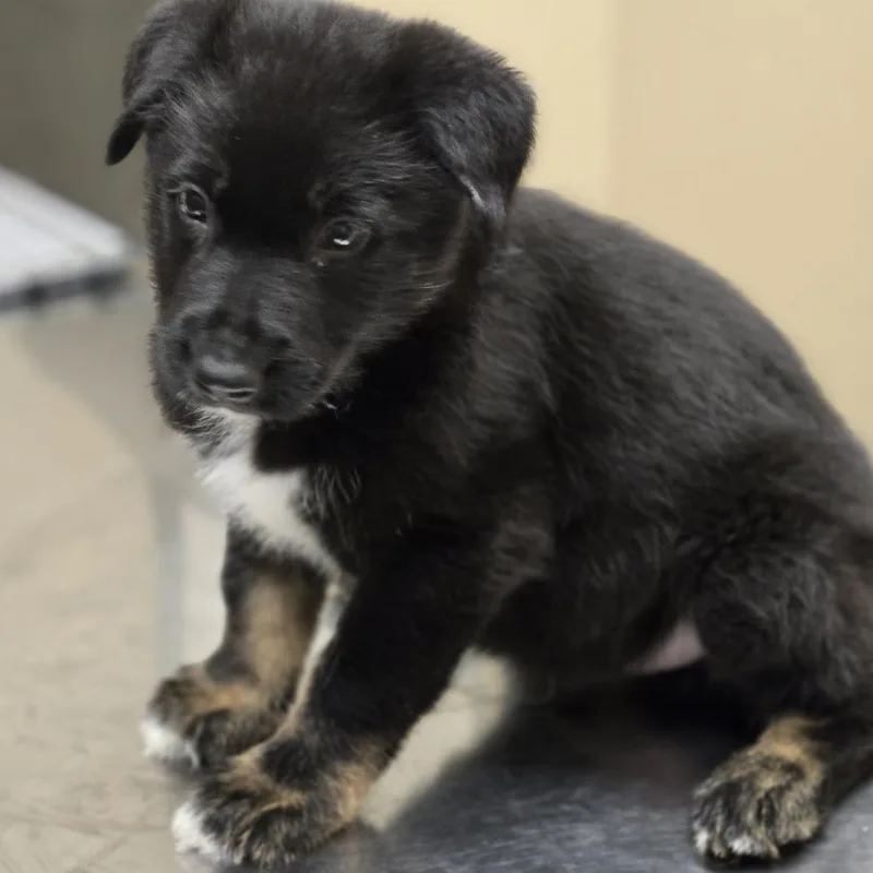 A baby small-sized male Black Mixed Breed dog named Trenton for adoption in Wickenburg, AZ