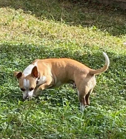 A young small-sized male Chihuahua dog named Jimmy for adoption in San Antonio, TX