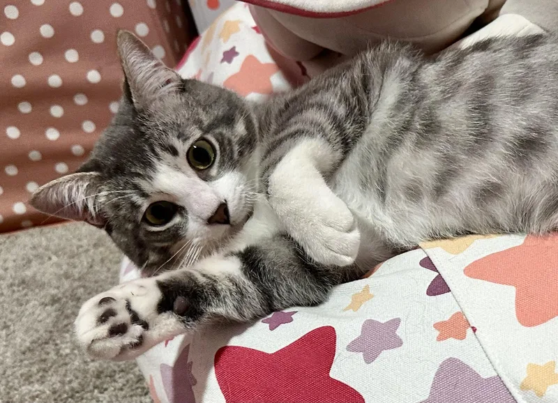A baby medium-sized male Tabby (Gray / Blue / Silver) Domestic Short Hair cat named Kumo for adoption in Riverside, CA