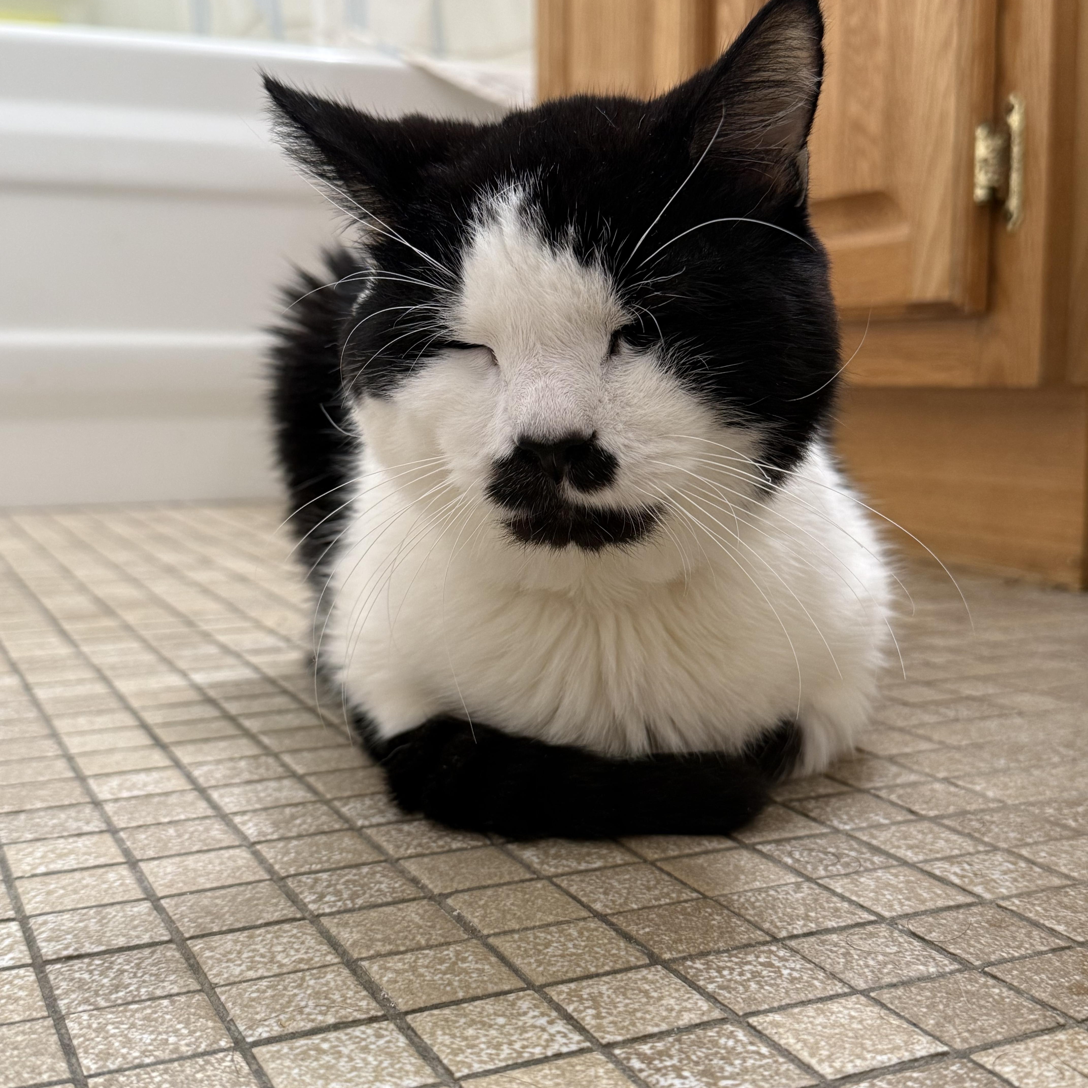A senior medium-sized male Domestic Short Hair cat named Hank for adoption in Worcester, MA