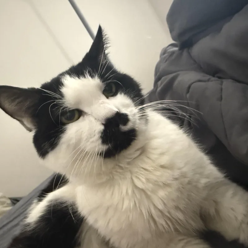 Hank thumbnail 2