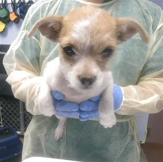 A baby small-sized female Schnauzer dog named Sunny for adoption in Phoenix, AZ