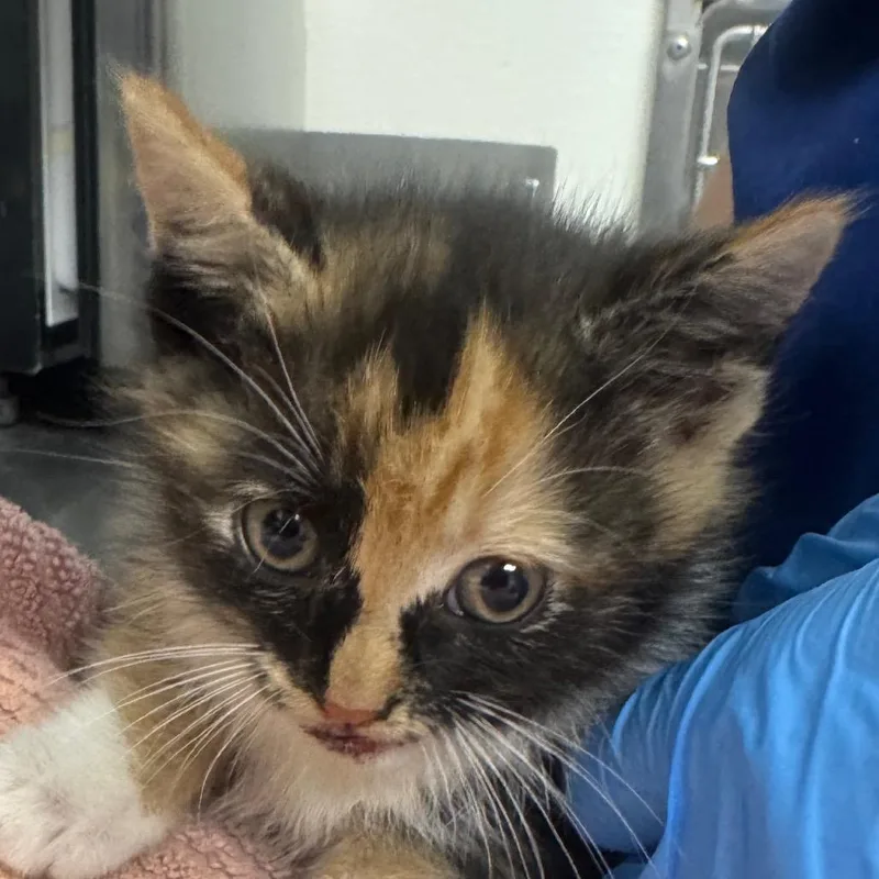 A baby small-sized female Black Domestic Short Hair cat named Winnie for adoption in Greenville, SC