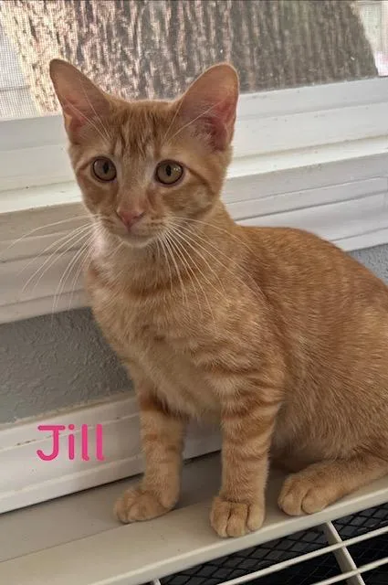 A baby medium-sized female Domestic Short Hair cat named Jill for adoption in Zimmerman, MN
