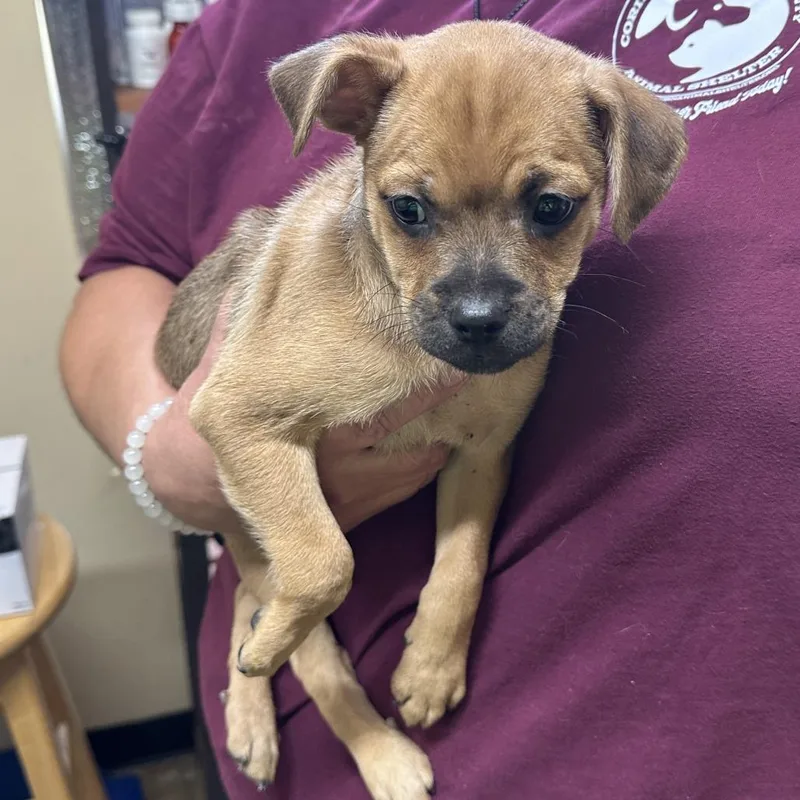 A baby small-sized male Yellow / Tan / Blond / Fawn Mixed Breed dog named Pudge for adoption in Corinth, MS