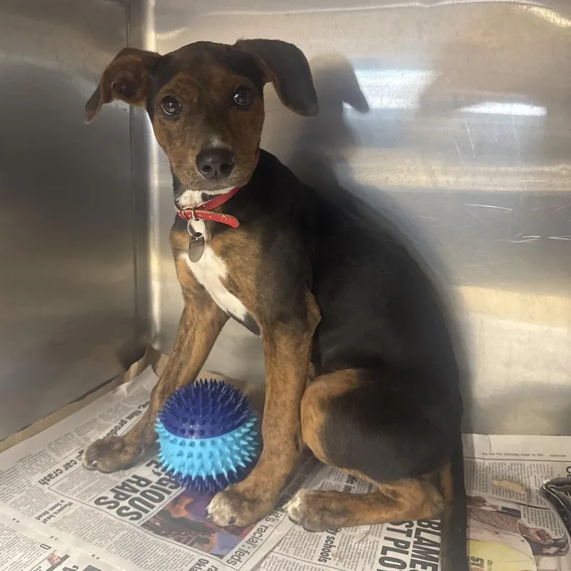 A baby small-sized female Mixed Breed dog named LA Polly for adoption in Port Washington, NY